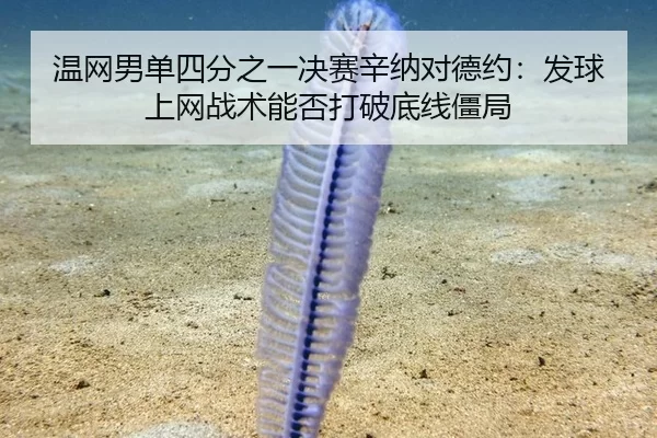 温网男单四分之一决赛辛纳对德约：发球上网战术能否打破底线僵局